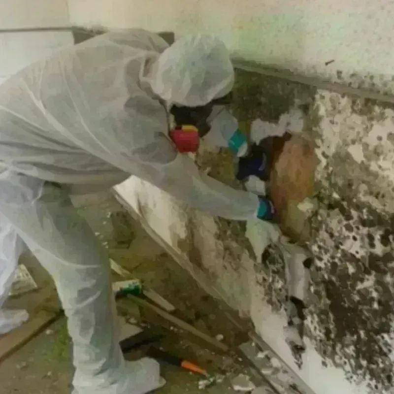 Mold Remediation and Removal in Joshua, TX